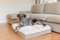 Hundematte-Buddelmatte MALIBU