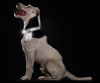 HUNTER Halsband Hella Reflect