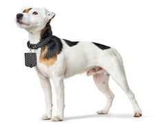 HUNTER Halsband Hella Reflect