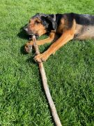 Ochsenziemer ca. 120 cm mit Fleischkopf