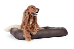 Hundekissen Primuss Kunstleder