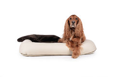 Hundekissen Primuss Kunstleder