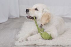 Wurfspielzeug " Maus" pisello - hellgr&uuml;n