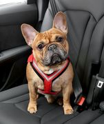 Hundesicherheitsgurt Allsafe Comfort T&Uuml;V gepr&uuml;ft