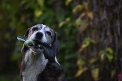 Hundespielzeug "Oxxknot"