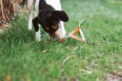 Hundespielzeug "Oxxknot" S = ca. 20 cm
