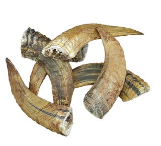 Heidschnucken Horn klein bis ca. 15 cm