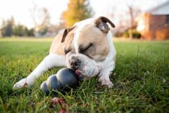 Hunter KONG Extreme in Schwarz XL 13 cm